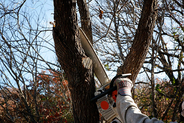 Best Lawn Maintenance Plans  in Parole, MD