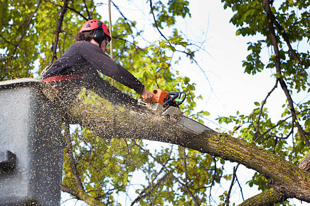 Best Tree Mulching  in Parole, MD